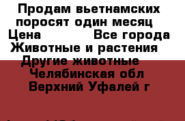 Продам вьетнамских поросят,один месяц › Цена ­ 3 000 - Все города Животные и растения » Другие животные   . Челябинская обл.,Верхний Уфалей г.